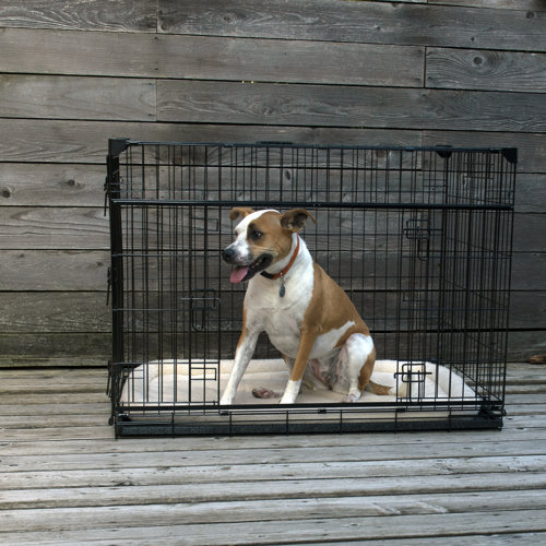 Tucker Murphy Pet™ Seaforth Sliding Double Door Pet Crate & Reviews